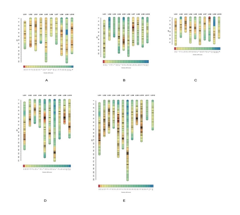 南海海洋所  基于遗传图谱和QTL定位发现emPolycys